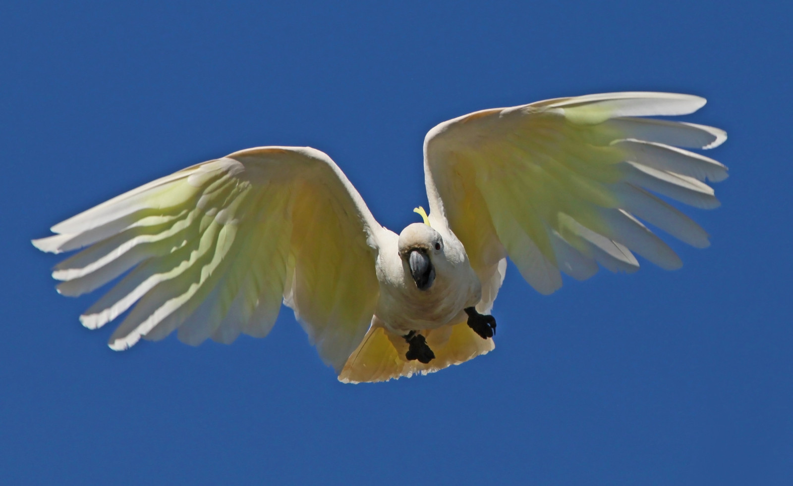 uccello, becco, pappagallo, fauna, cielo, ala, ara, piuma, parrocchetto comuni animali da compagnia, organismo, parrocchetto, natura, Perico, sfondo del computer