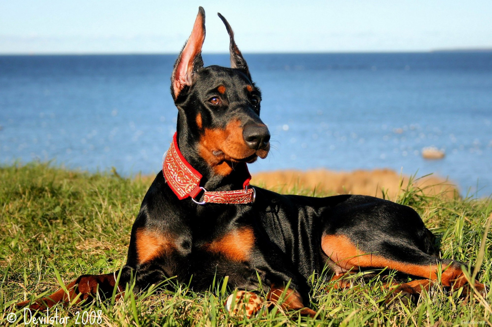 Masaüstü : 2000x1333 piksel, Doberman, köpek, Köpekler, Pinçer ...