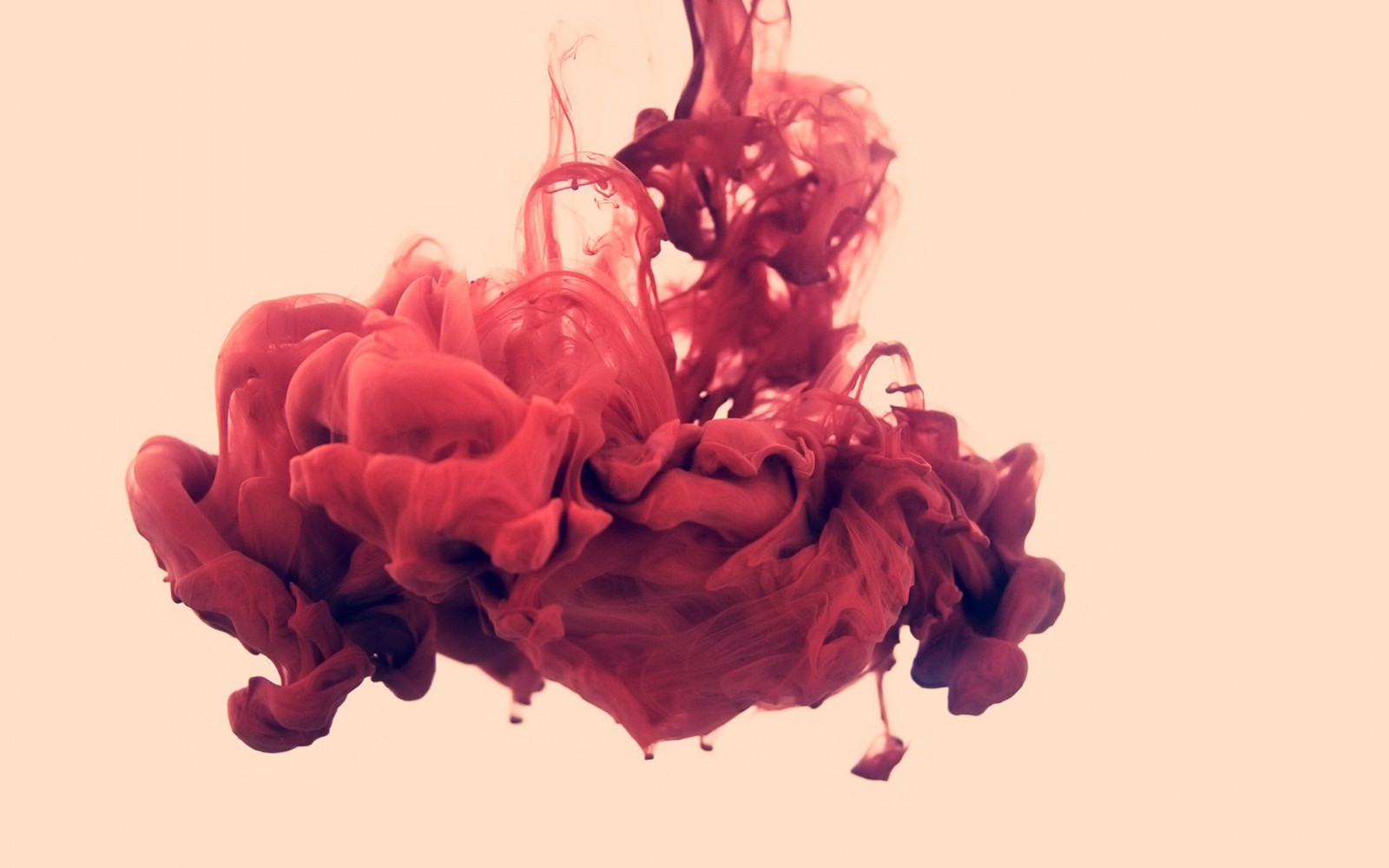illustration, Enkel baggrund, hjerte, rød, blomst, væske, Valentins Dag, lyserød, blæk, magenta, maling i vand, Alberto Seveso, farve, blomst, plante, kronblad, jord plante, blomstrende plante, menneskelige legeme, organ, makrofotografering