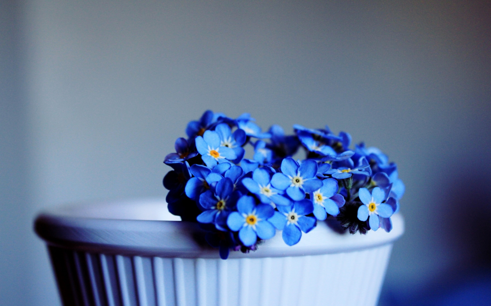 Wallpaper Me Nots Flowers Pot Close Up 1680x1050 1084725 HD 