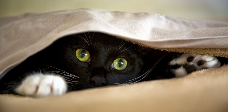 zöld szemek,Petportraits,Felixthecat,blackandwhitekitten,ingriddouglasphotography,kittensarefun