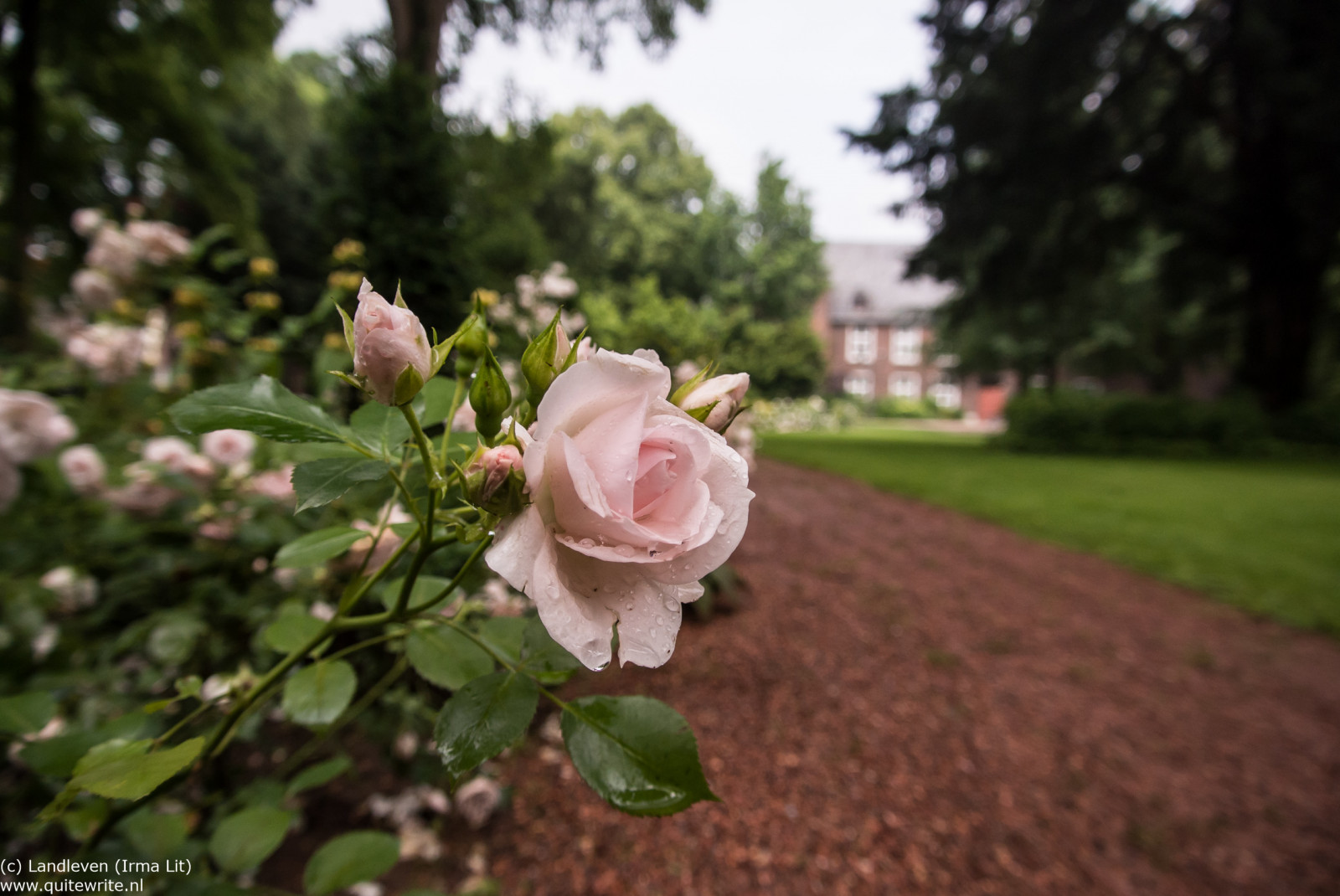 have, parkere, regn, Tyskland, Rose, sommer, blomst, blomst, plante, flora, deutschland, geocountry, geocity, geostate, geolocation, exif isospeed 200, exif åbning 35, regen, zomer, Niederrhein, botanik, jord plante, blomstrende plante, haveroser, rosenfamilien, duitsland, roos, exif gøre nikoncorporation, kamera make nikoncorporation, Herrlichkeit, Issum, microroadster, exif linse 1nikkorvr1030mmf3556, exif model nikon1v1, kameramodel nikon1v1, exif focallength 10mm, copentreffen, copentreffenkrefeldduitslanddaihatsutourrittourritnederlandoorlogsgravenstuwhagestein, burgissum