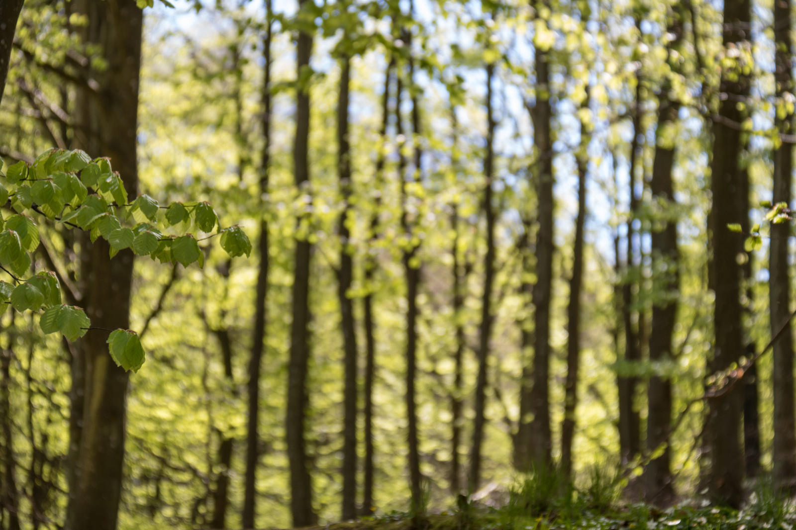slunečnímu záření, les, větev, zelená, jaro, bříza, buk, strom, podzim, list, květ, rostlina, l v, les, Skog, v r, gr n, bokskog, louka, zálesí, háj, místo výskytu, přírodní prostředí, suchozemská rostlina, kvetoucí rostlina, dřevina, ekosystém, mírné jehličnatý les, biome, závod stonek, smíšený les, opadavý
