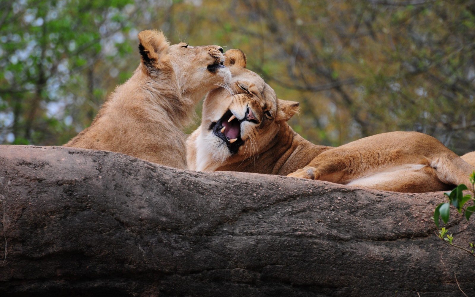 สัตว์, หญ้า, สิงโต, สัตว์ป่า, แมวใหญ่, สวนสัตว์, เครา, อารมณ์, Safari, สัตว์ป่า, สัตว์เลี้ยงลูกด้วยนม, 2560x1600 px, การแสดงออกทางสีหน้า, แมวเหมือนสัตว์เลี้ยงลูกด้วยนม, จมูก, สิ่งมีชีวิต, สิงโตมาลี, terrestrial animal