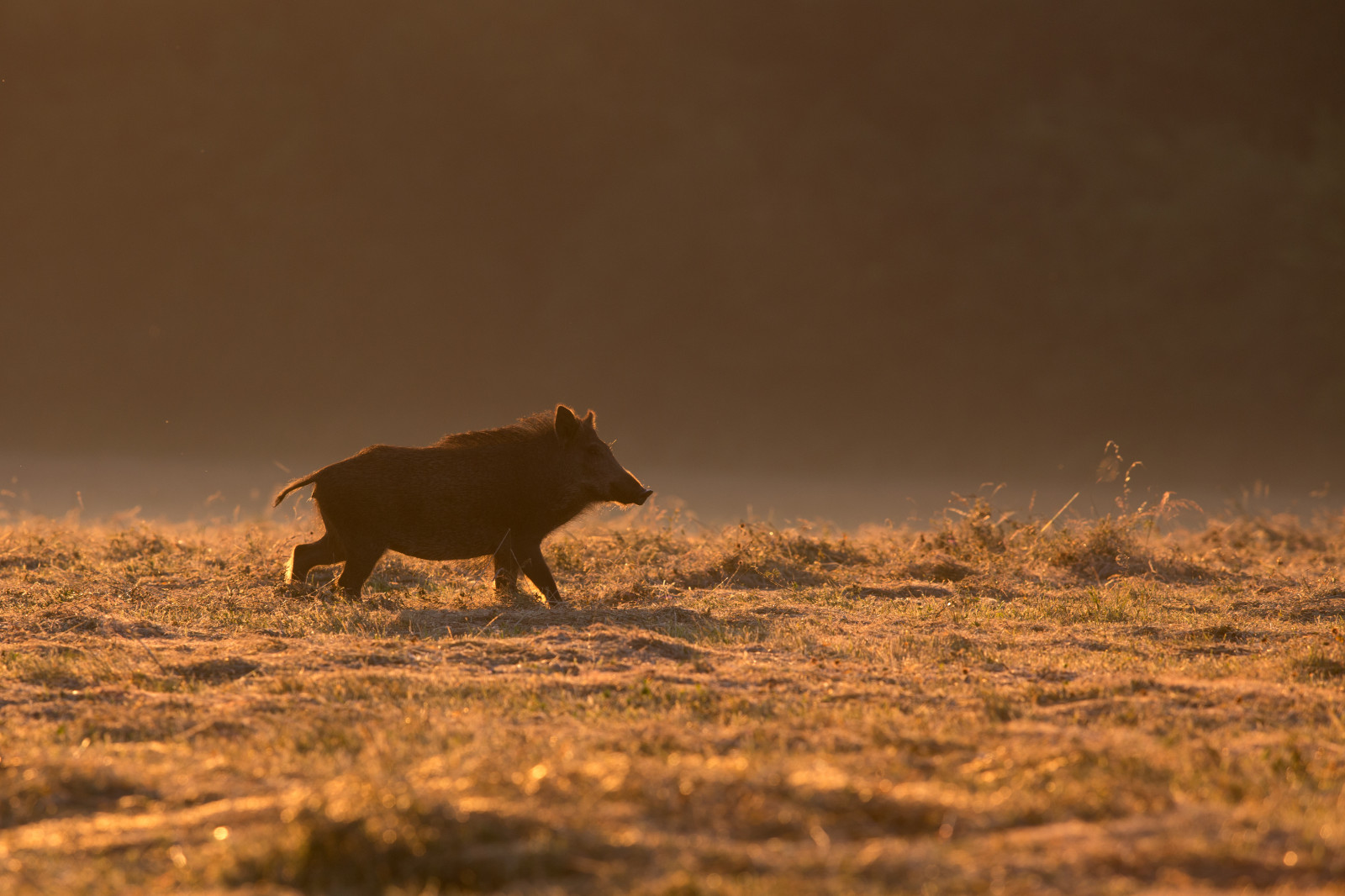 savci, Savci, wildboar, Sanglier, Šplhání, Artiodactyla, Susscrofa, mammif res, Suidae, Artiodactyles, Suid s