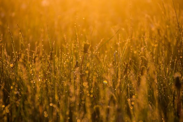 sunlight, landscape, nature, field, food, grass
