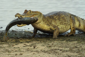 https://c.wallhere.com/photos/26/71/crocodiles_fish_reptiles-123361.jpg!s