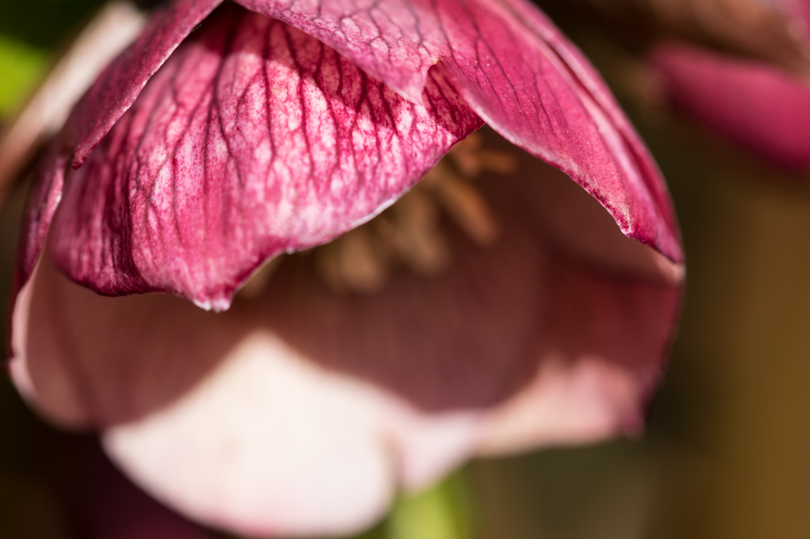 rød, fotografering, lilla, blomst, lyserød, farve, blad, blomst, plante, øje, flora, blomma, Torup, kronblad, christmasrose, julros, jord plante, blomstrende plante, organ, tæt på, makrofotografering