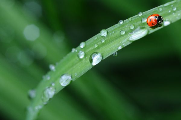 ladybug,leaves,grass,drops