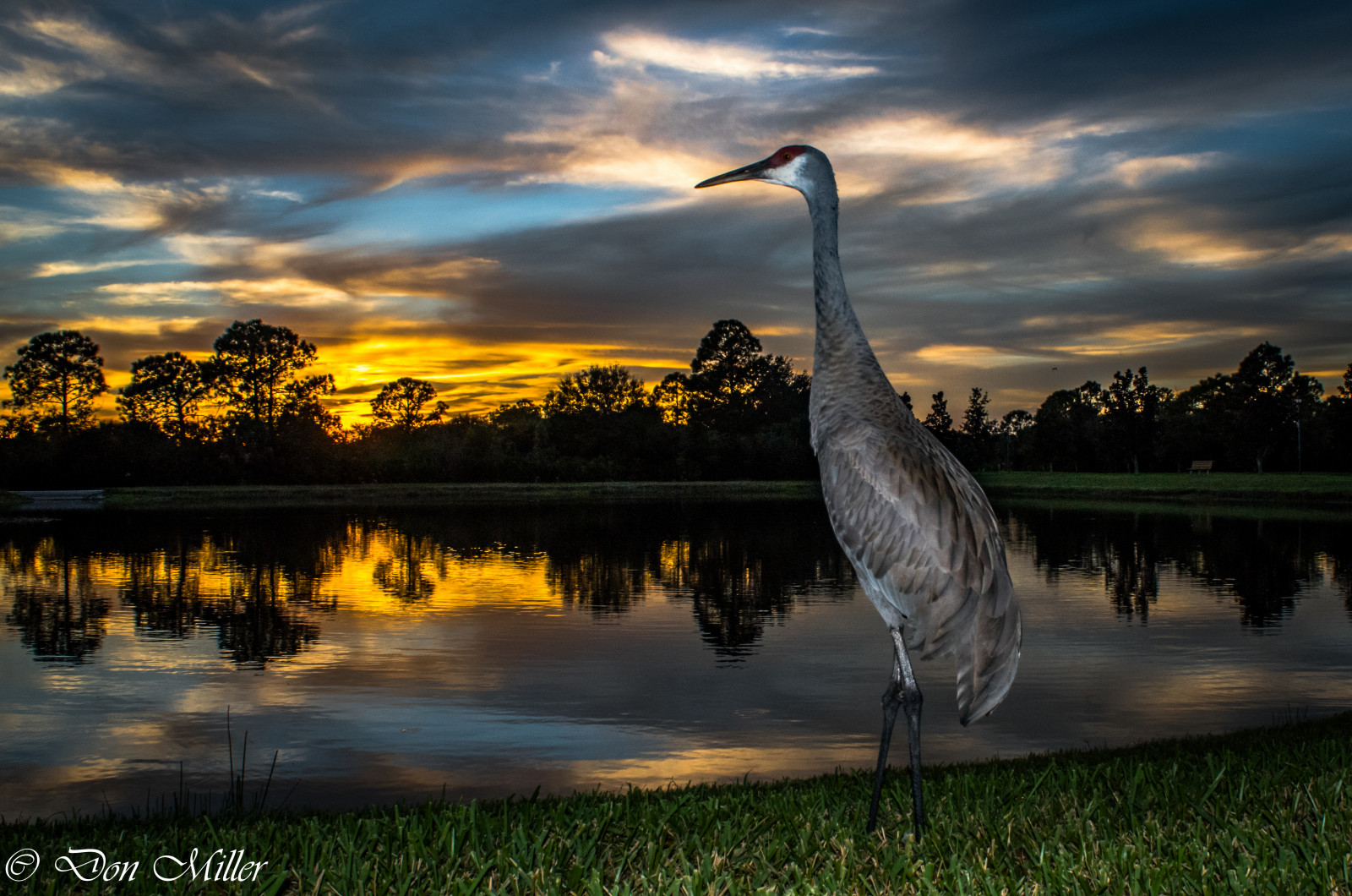 Vögel, Sonnenuntergang, See, Wasser, Natur, Betrachtung, Himmel, Sonnenaufgang, Abend, Morgen, Dämmerung, Florida, Wolke, Baum, Dämmerung, Vogel, goldene Stunde, Vögel beobachten, auf einem Spaziergang, Skycandy, D5500, Millerville, Reflexionen, Sandhillkran