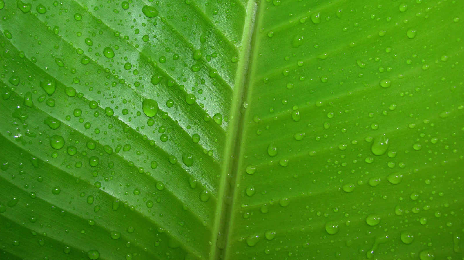 3648x2048 px, Grün, Blätter, Wasser
