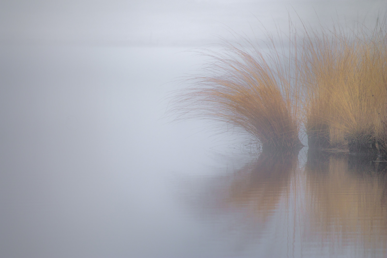 bílý, jezero, voda, odraz, nebe, uklidnit, ráno, mlha, horizont, atmosféra, rákos, mlha, meer, Gelderland, vtip, Riet, zblízka, nevel