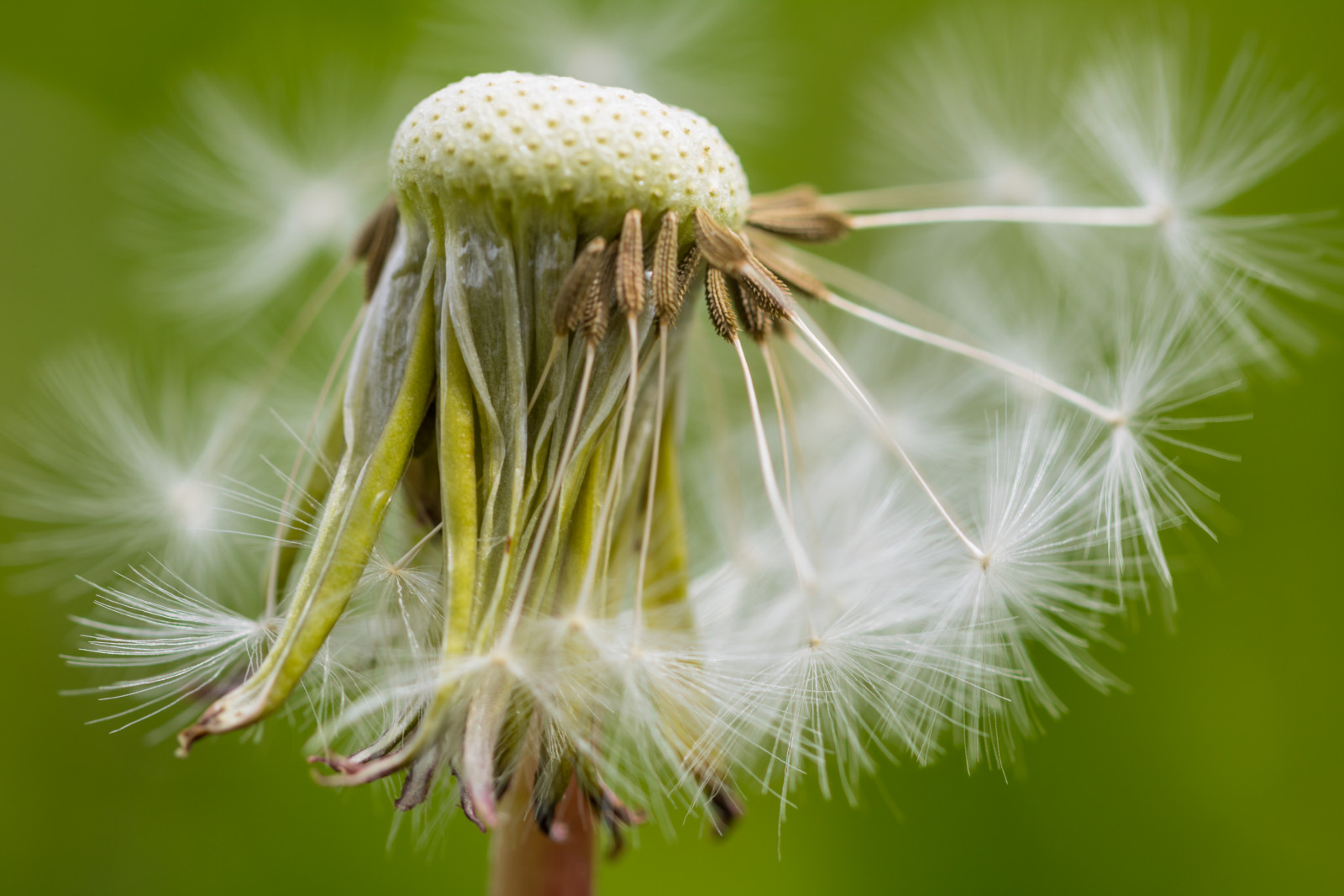Příroda, tráva, fotografování, makro, větev, zelená, pyl, pampeliška, list, květ, rostlina, flóra, Blomma, makro, maskros, okvětní lístek, bodlák, louka, divoká rostlina, vyrobit, botanika, suchozemská rostlina, kvetoucí rostlina, zblízka, makro fotografie, trny trny a trny, tráva rodina, závod stonek, daisy rodina