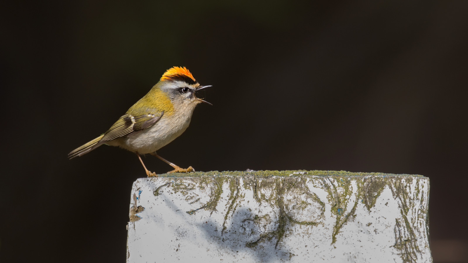 Wallpaper phillluckhurst, distinctlyaverage, wildlife, wwwdistinctlyaveragecouk, wendover