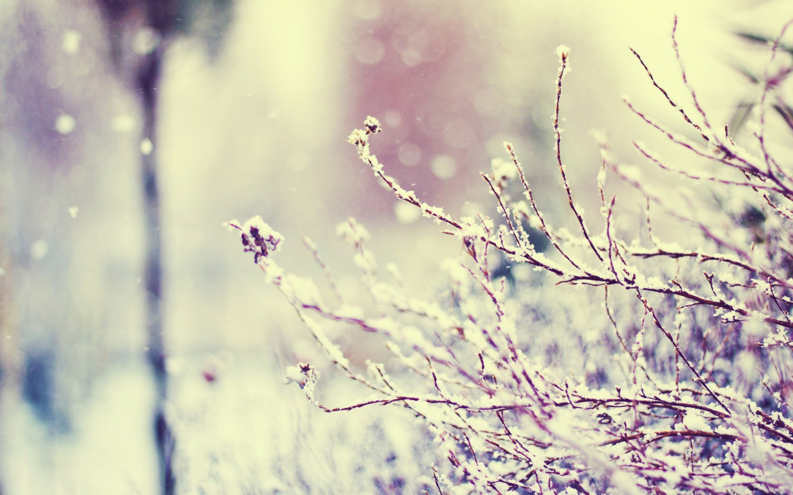 1680x1050 px, tak, macro, fotografie, planten, winter