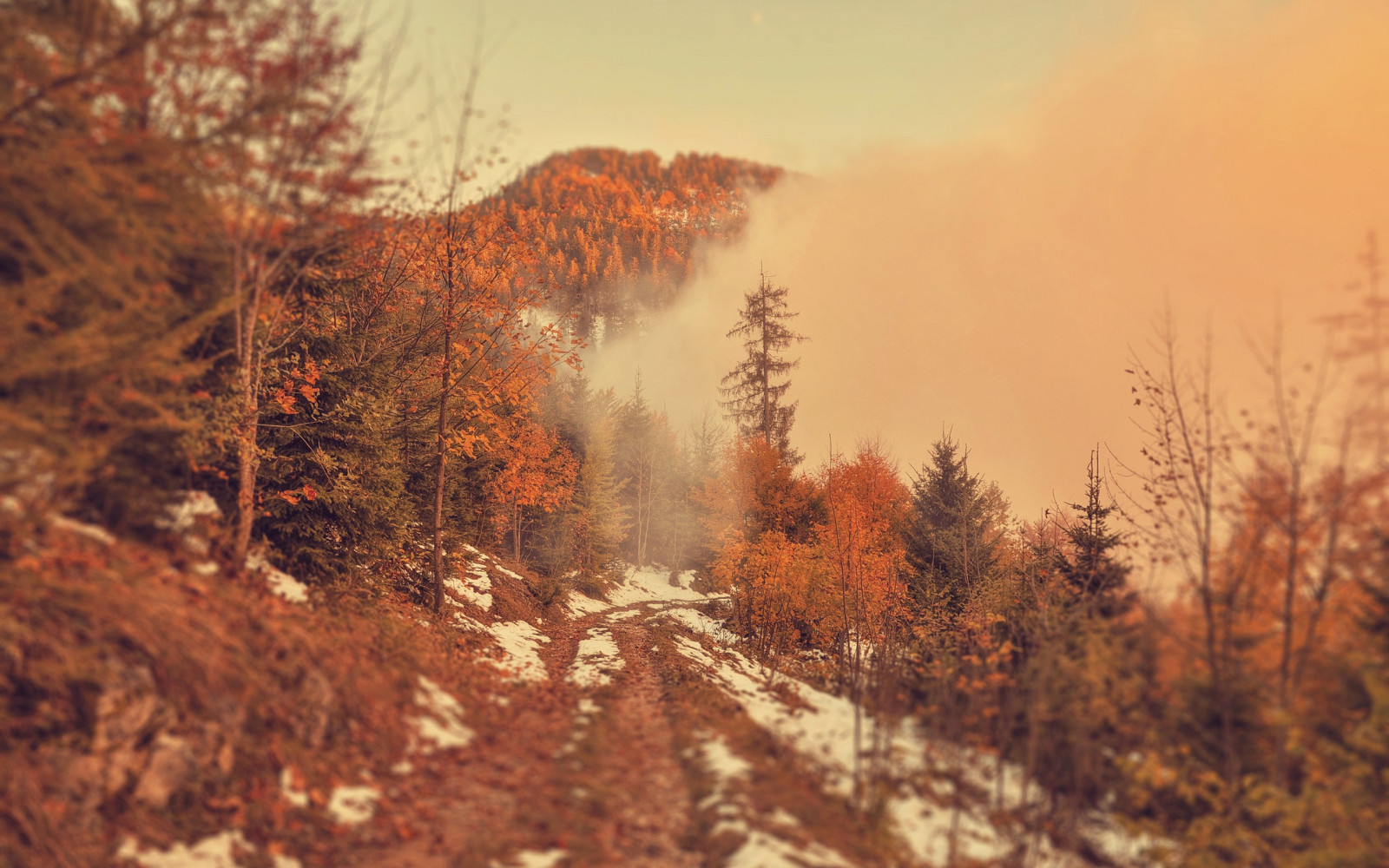 Landschaft, Wald, Natur, Morgen, Wildnis, Wildfire, Baum, Herbst, Jahreszeit, Prärie, Boden, Atmosphärisches Phänomen, Geologisches Phänomen