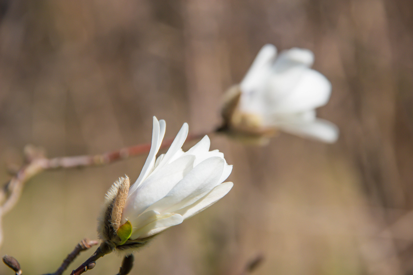 slunečnímu záření, bílý, zahrada, Příroda, park, fotografování, větev, květ, jaro, magnólie, list, květ, rostlina, flóra, pupen, Blomma, v r, jaro, Alnarp, okvětní lístek, Knopp, alnarpsparken, divoká rostlina, botanika, suchozemská rostlina, kvetoucí rostlina, zblízka, makro fotografie, závod stonek