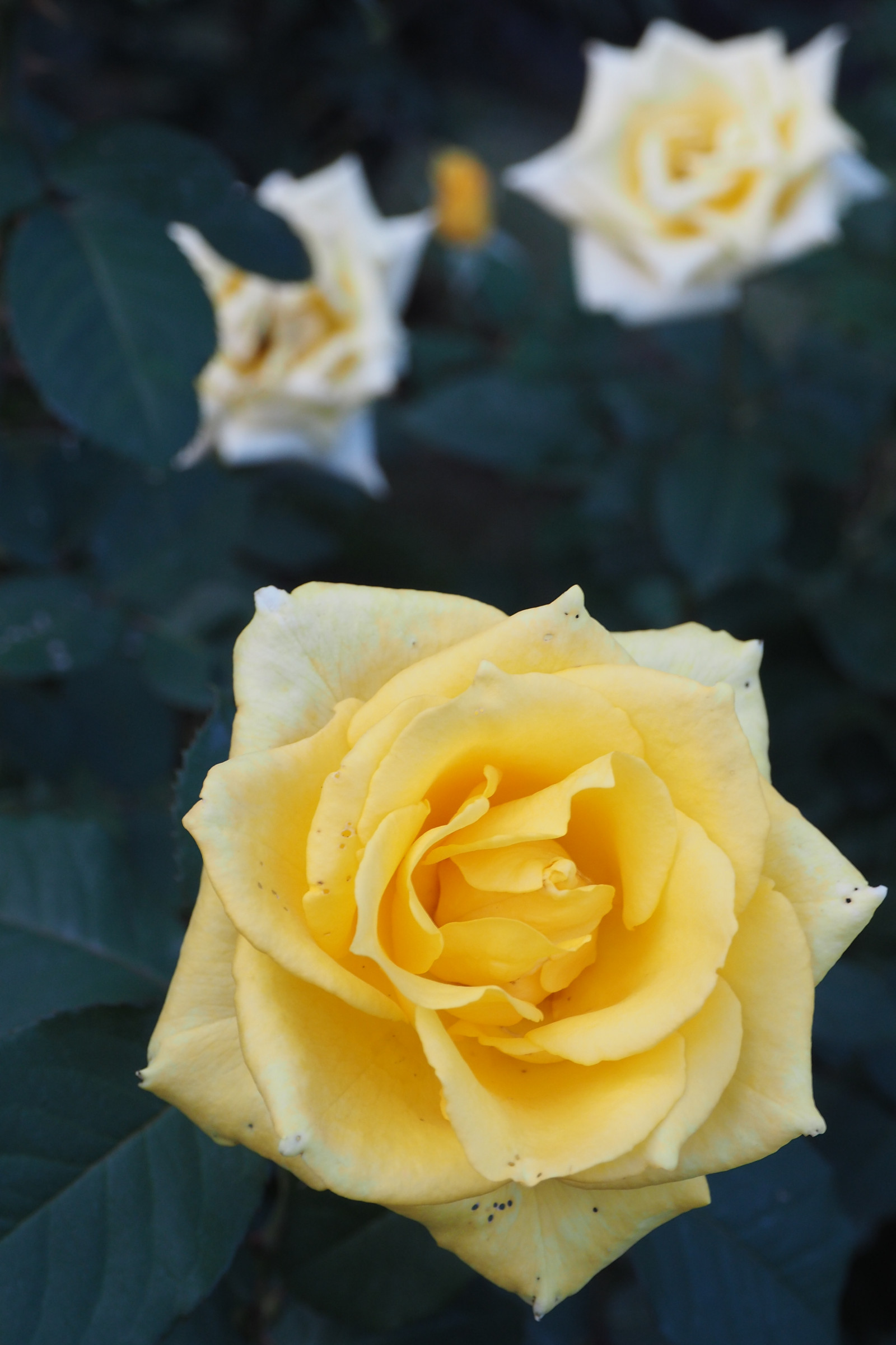 Japonsko, bílý, žlutý, růže, Tokio, Olympus, jp, květ, rostlina, flóra, okvětní lístek, mzuiko, kyufurukawagarden, OMD, EM5, omdem5, mzuikodigital1250mmf3563, mzuiko1250, em5mark2, omdem5mark2, suchozemská rostlina, kvetoucí rostlina, makro fotografie, závod stonek, zahradní růže, růže rodina, růže objednávka, floribunda, rakouský briar