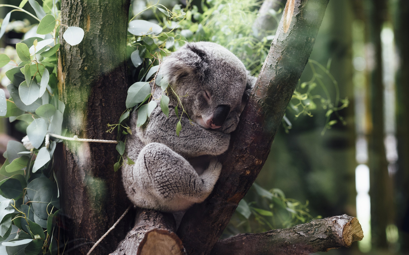 Wallpaper animals, branch, wildlife, Zoo, jungle, koalas, fauna