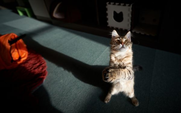 cat, striped, shadow, whiskers, kitten, mammal
