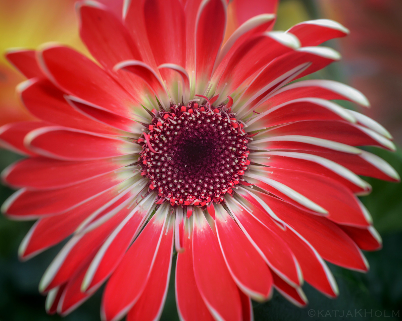 közelkép, makró, Nikon, Svédország, colorfull, szín, kivirul, virág