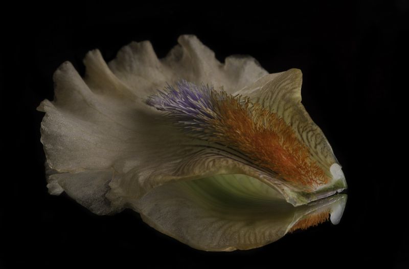 形状,纹理,镜子,反射,黑背,offcameraflash