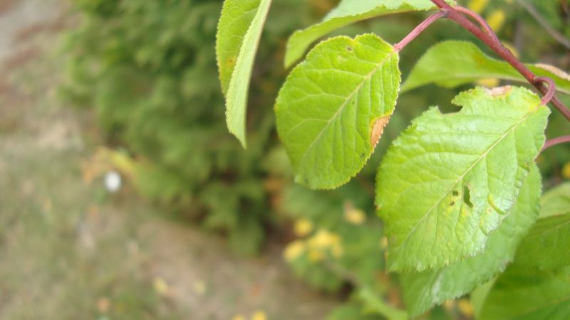 hojas, comida, rama, verde, árbol, Fruta hojas, comida, rama, verde, árbol, Fruta