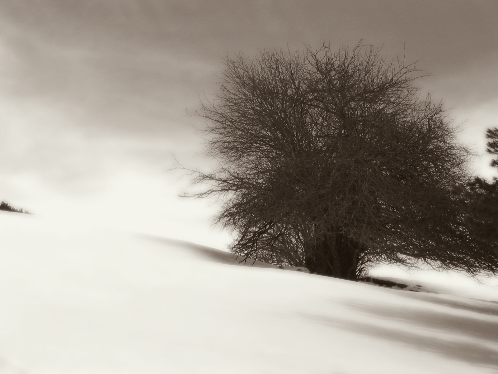 Schnee, Italien, sne, nieve, neve, neige, mast, Albero, måtte, Mastil, Pescasseroli, 35faves, mywinners, abigfave, platinumphoto, aplusphoto, raccontarelanatura, scatoz, maluchiffaritime, exquisiteimage