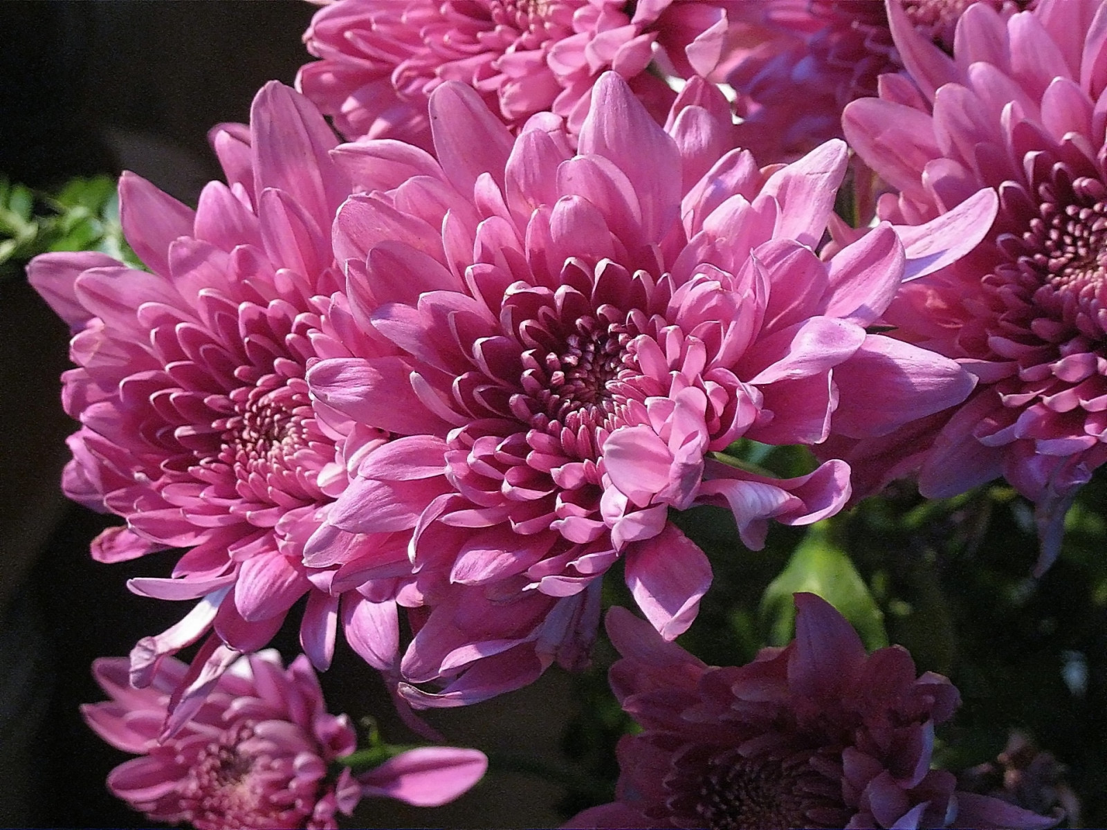 Hintergrundbilder Blumen, Blumenblätter, blühen, Rosa, Chrysanthemen