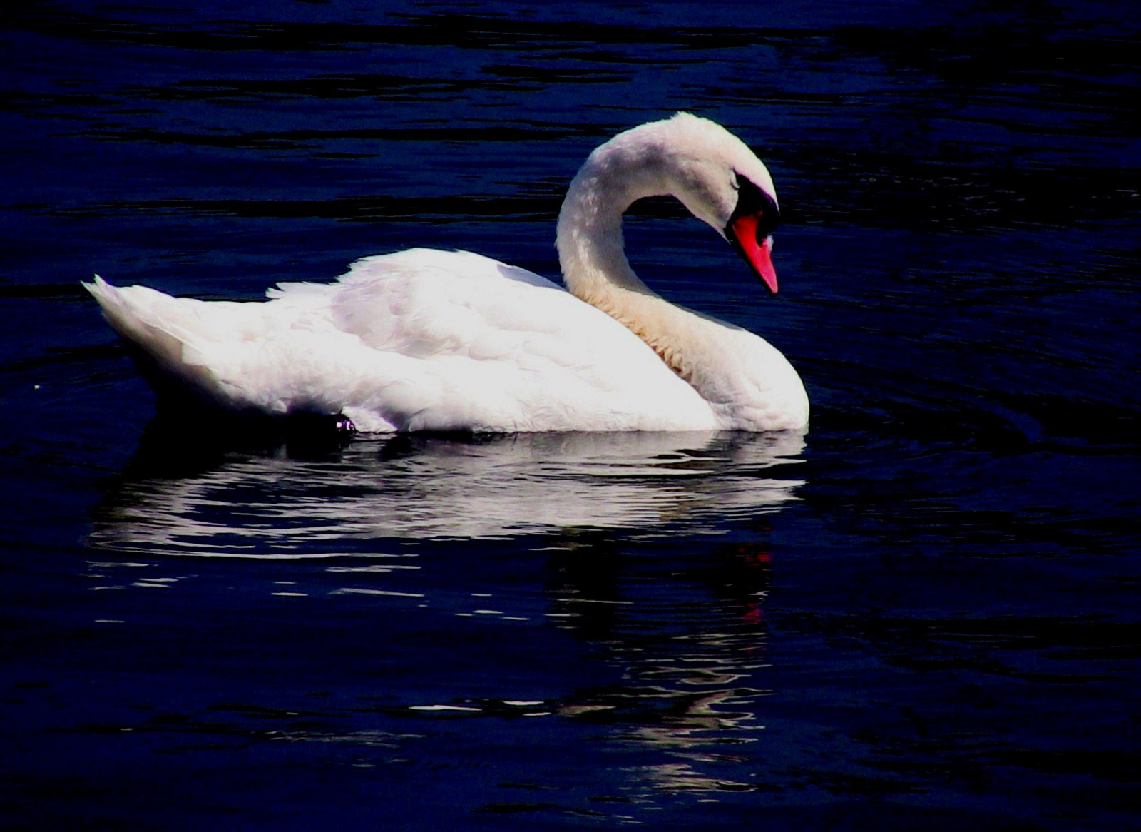 ptactvo, zvěř, stvoření, voda, odraz, nebe, zrcadlo, Volně žijících živočichů, labuť, zobák, zvíře, pták, Pírko, odrážet, reflektion, mořský pták, vogel, fauna, goldwildlife, řada, riflesso, roba66, odlesky, oiseaux, thewonderfulworldofbirds, reflejos, spiegelung, Zvířata, vodní ptáci, vodní pták, kachen, hus a labutě, Schwan, hganimalsonly, Effekteaquarelle