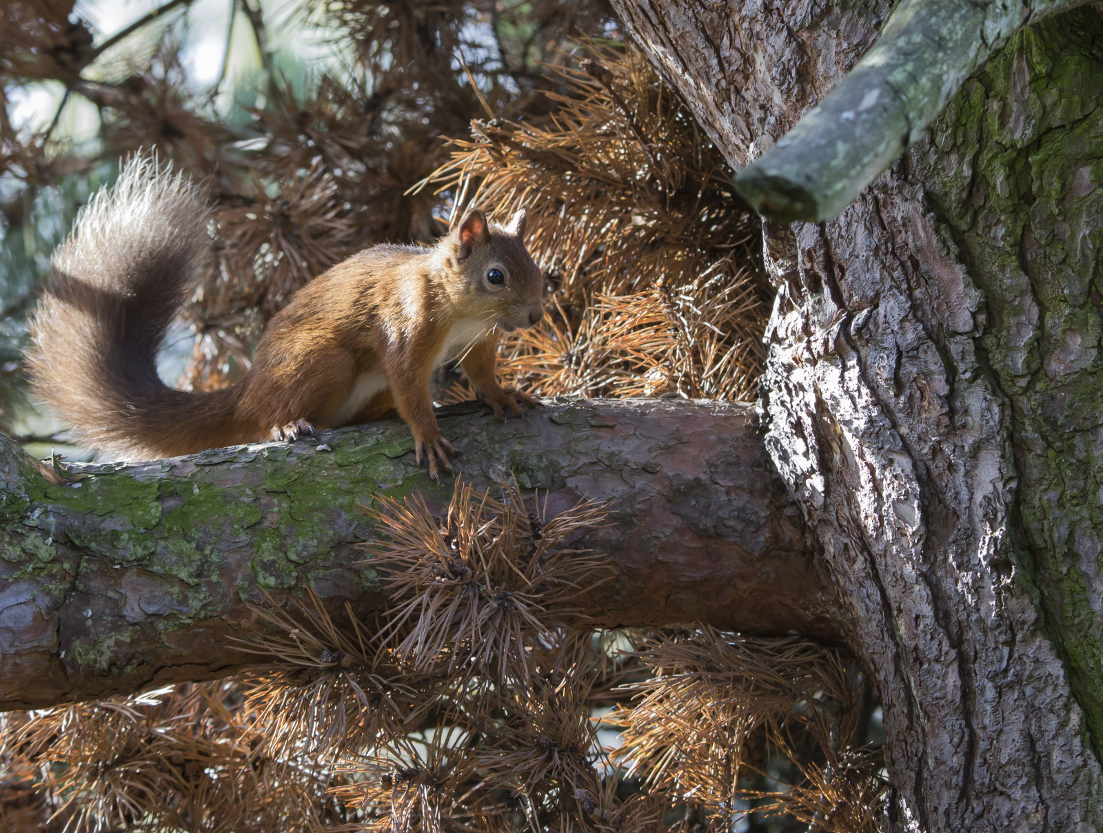 foresta, coda, rosso, scoiattolo, Scozia, ramo, natura, roditore, chipmunk, albero, alimentatore, cespuglio, fauna, mammifero, bosco, volpe scoiattolo, organismo, ciuffi, Lossiemouth, redsquirrel, piccolo rosso