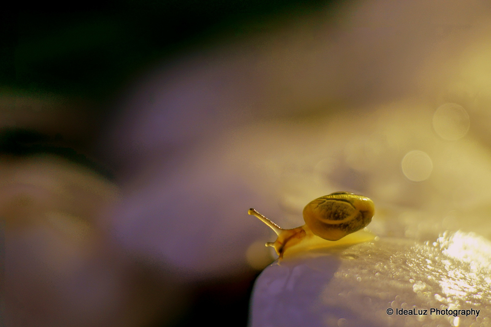 západ slunce, voda, fotografování, makro, hmyz, Sony, bokeh, štěnice, hlemýžď, slimák, Tubes, květ, svítání, pokles, okvětní lístek, nex, 60mm, hmyzu, zblízka, makro fotografie, závod stonek, bezobratlý, vlhkost, organismus, zastupování, membrána okřídlený hmyz, rozšíření, šneci a slimáci, měkkýši, nex5t