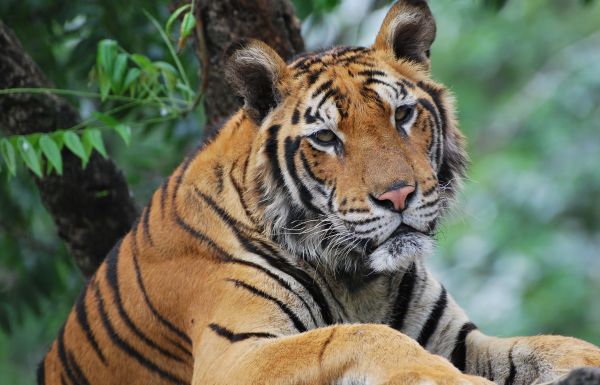 tiger,predator,face,eyes,sadness