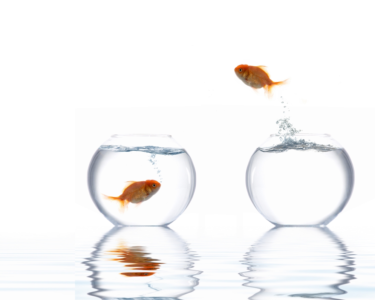 Wallpaper : water, fish, drink, steam, jump, distilled beverage, glass