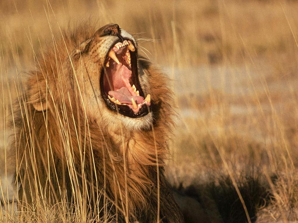 zvěř, lev, Volně žijících živočichů, velké kočky, kníry, řev, Safari, fauna, savec, 1024x768 px, prérie, obratlovců, mimika, kočka jako savci, savana, hříva, zívnutí, opice Starého světa