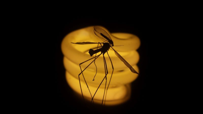 photography, silhouette, insect, yellow, light, lighting photography, silhouette, insect, yellow, light, lighting