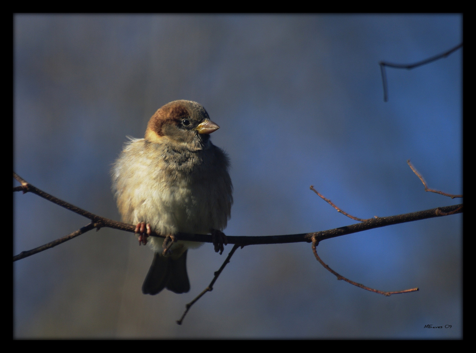 pták, fauna, zobák, Pírko, Vrabec, nebe, vrabec, Volně žijících živočichů, větev, křídlo, větvička, prohlížení pták, pěnkava