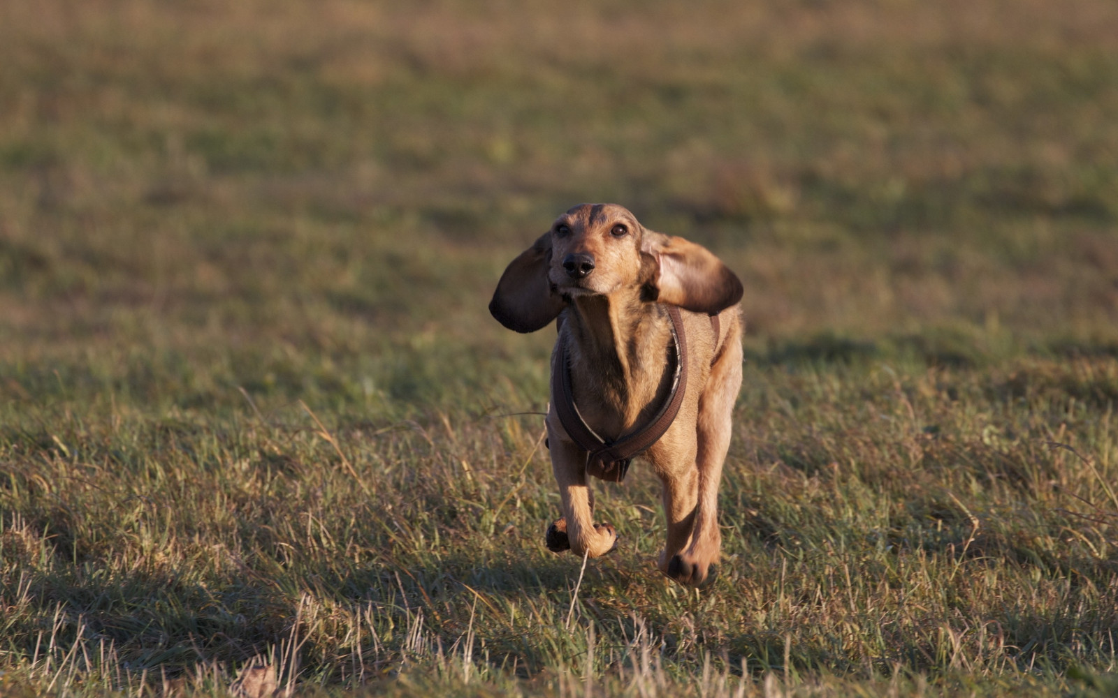 Wallpaper grass, running, meadow, prairie, vertebrate, savanna