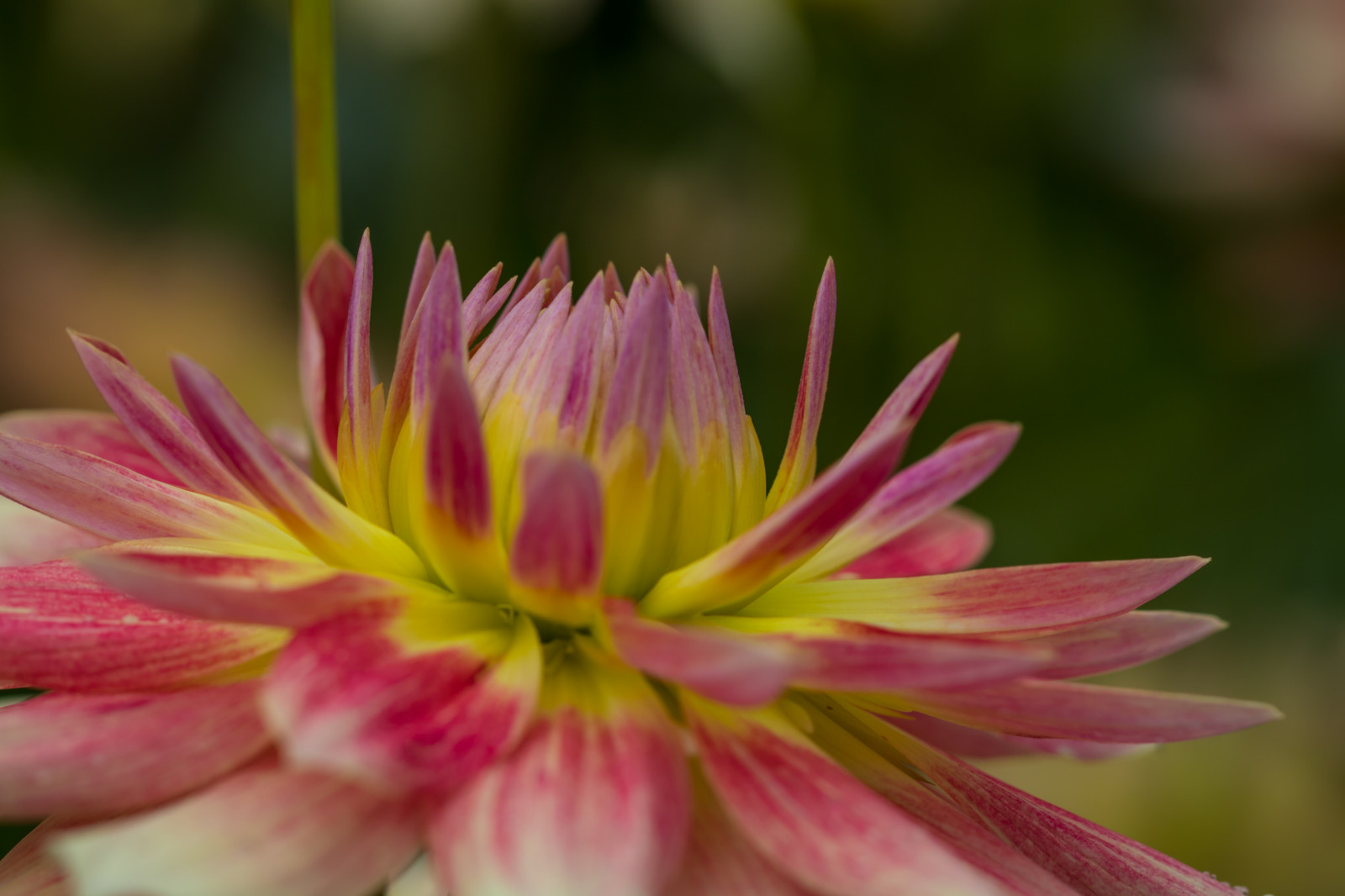 fotografování, makro, květ, květ, rostlina, jiřina, flóra, Blomma, makro, katrinetorp, katrinetorpslanderi, okvětní lístek, divoká rostlina, botanika, suchozemská rostlina, kvetoucí rostlina, zblízka, makro fotografie, závod stonek, daisy rodina