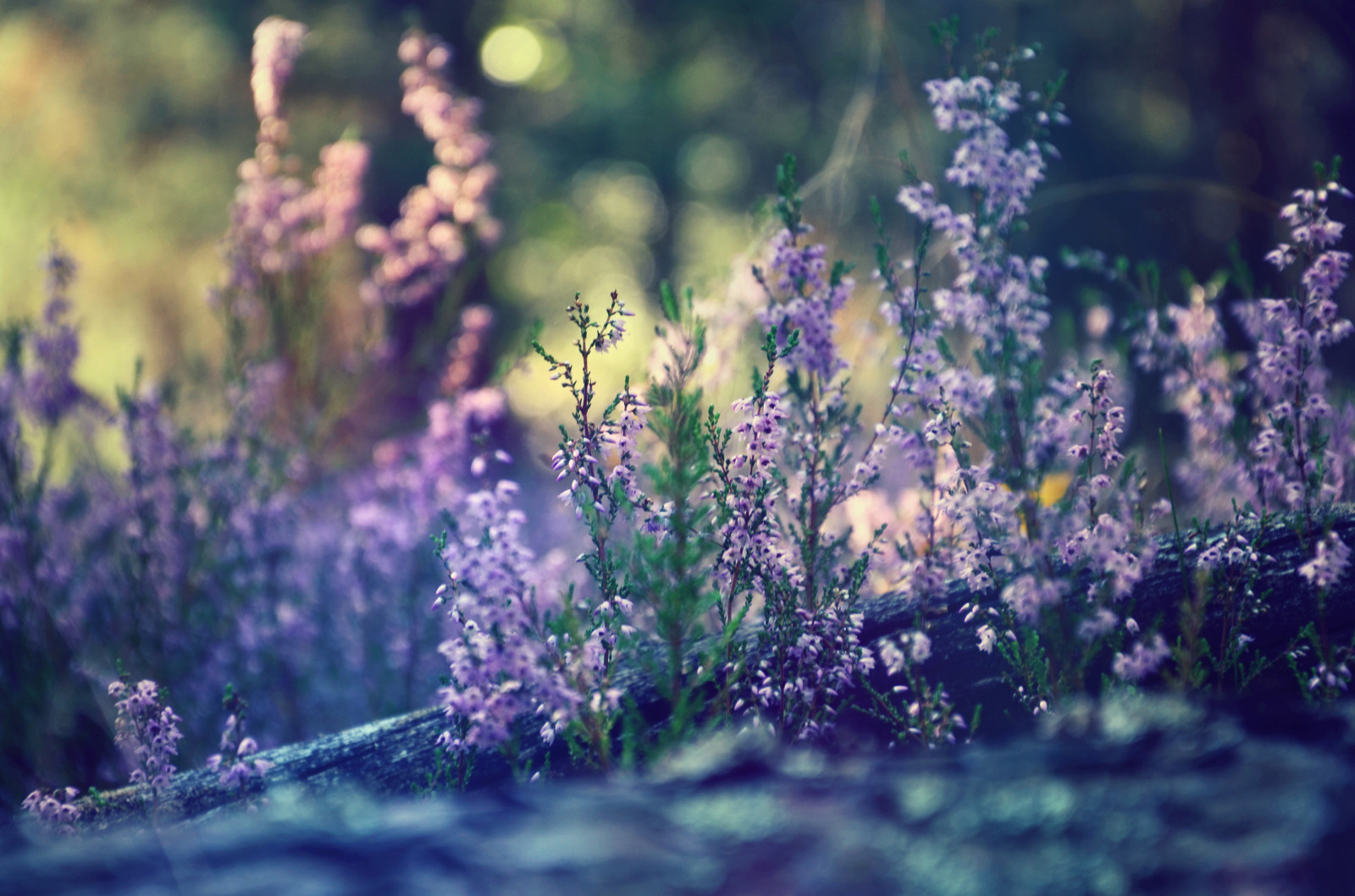 luce del sole, foresta, fiori, natura, erba, piante, fotografia, viola, macro, Magia, Nikon, lavanda, fiorire, Polonia, rosa, sottobosco, leggero, autunno, fiore, pianta, foto, D7000, flora, dolce, macro, las, fiaba, prato, fotografie, natura, polska, Fiore di campo, jesien, impianto di terra, pianta fiorita, fotografia macro, famiglia di erba, inglese lavanda