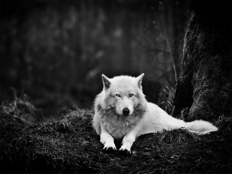 dieren, monochroom, sneeuw, hond, wolf, duisternis dieren, monochroom, sneeuw, hond, wolf, duisternis