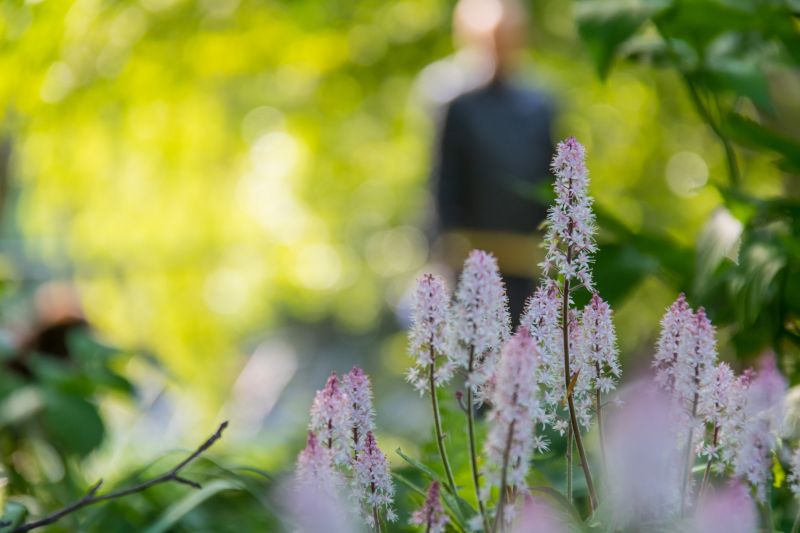 virág,növény,tavaszi,halványlila,növényvilág,levendula