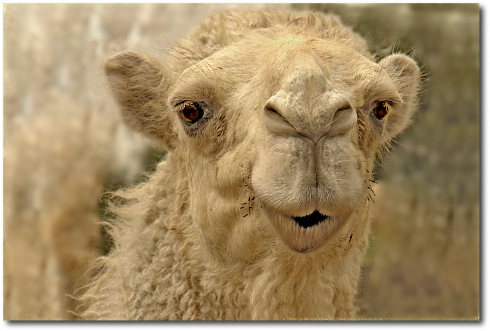 tvář, bílý, loď, portrét, profil, makro, lev, fotograf, poušť, Krásná, zvíře, roztomilý, , legrační, velbloud, perfektní, anawesomeshot, naturesfinest, platinumheartaward, fauna, savec, impressedbeauty, aplusphoto, superbmasterpiece, golddragon, diamondclassphotographer, flickrdiamond, blueribbonwinner, supershot, superaplus, goldenmix, obratlovců, hříva, velbloud, jako savec, arabský velbloud, artphoto, kuwaitphoto, kuwaitartphoto, kuwaitart