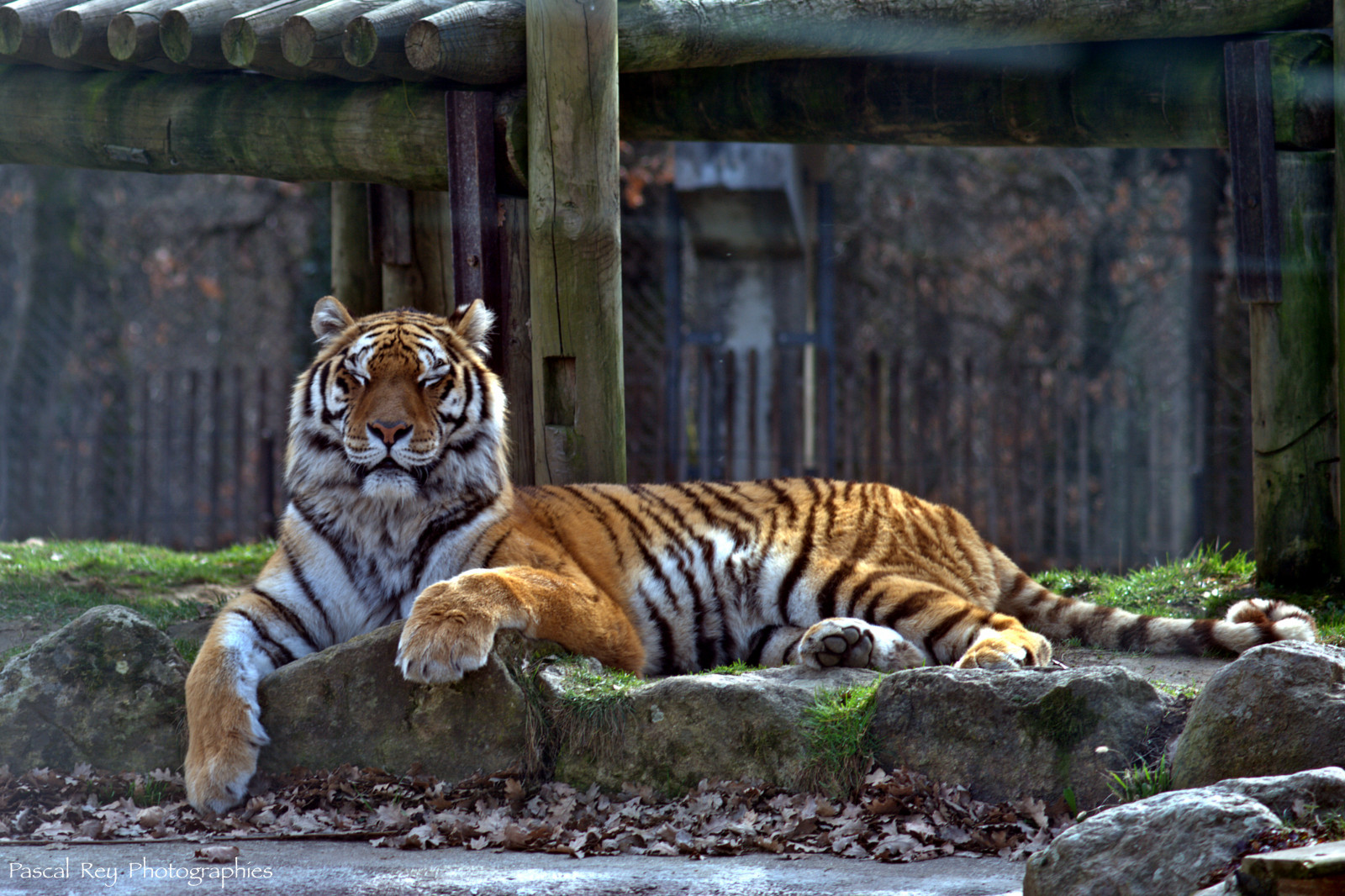dyr, græs, fotografering, tiger, dyreliv, Linux, Nikon, Frankrig, store katte, Zoo, Ubuntu, Aruba, udendørs, uden for, animales, forår, Safari, fotos, photographie, fauna, D700, animali, exterieur, printemps, animaux, tiere, carnivoran, organisme, digikam, Animalerie, digikamusers, opensource, fri software, ABW, photographiecontemporaine, pascalreyphotographies, tigre, Peaugres, terrestrial animal