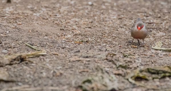 nature, wildlife, Denmark, leaf, flower, bird