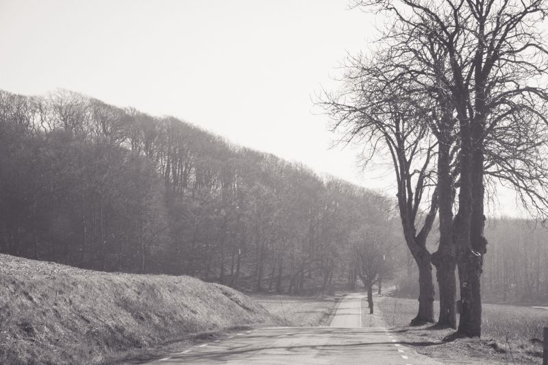 landscape, forest, monochrome, nature, snow, hill landscape, forest, monochrome, nature, snow, hill