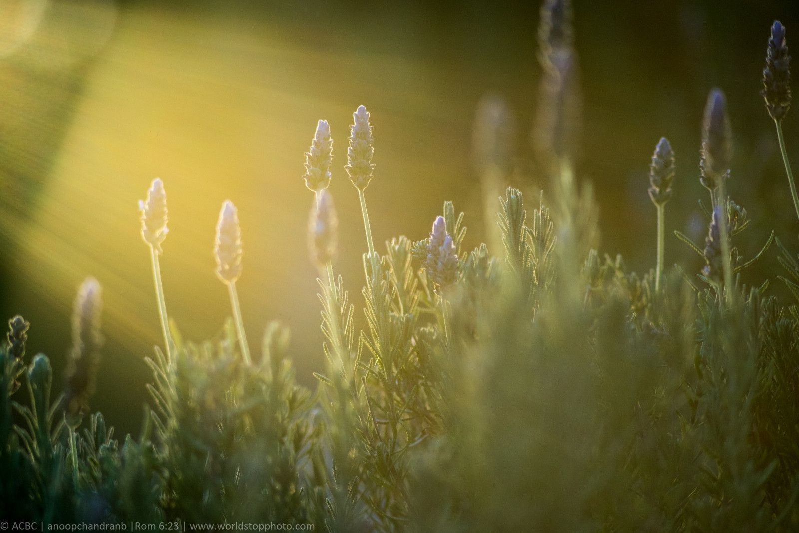 цветы, легкий, сад, отблеск от линз, Шалфей, M42lens, Conejovalleybotanicgarden, Pentacon4200m42, Sonya7r
