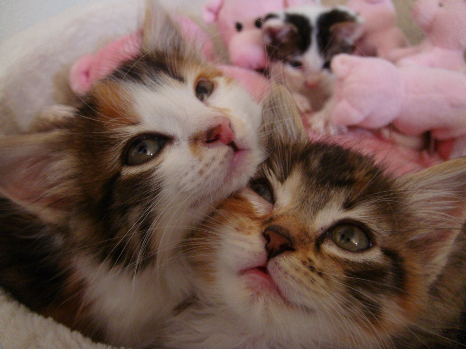 koťata, přijato, Podporovat, Čtyři týdny, Ledna2009, Smoggyskittenclub, Lortsmithanimalhospitalaustralia