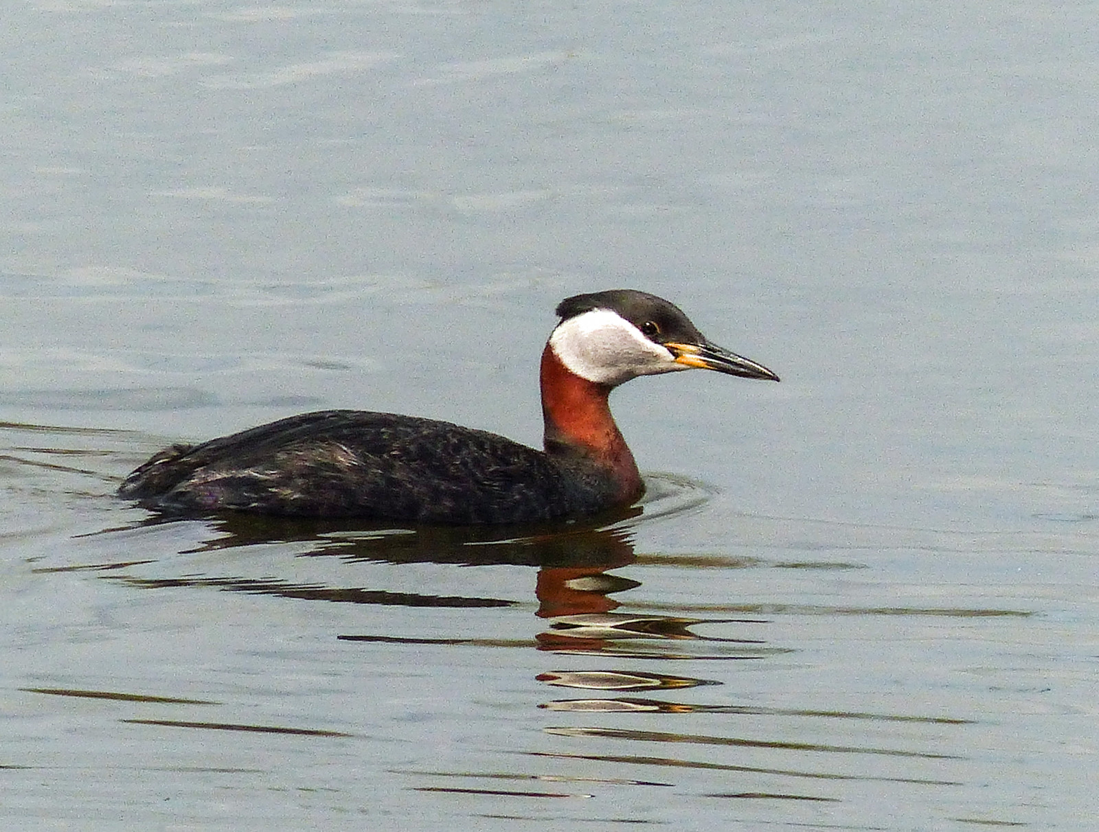 Wallpaper Canada, reflection, Calgary, bird, nature, water, swimming