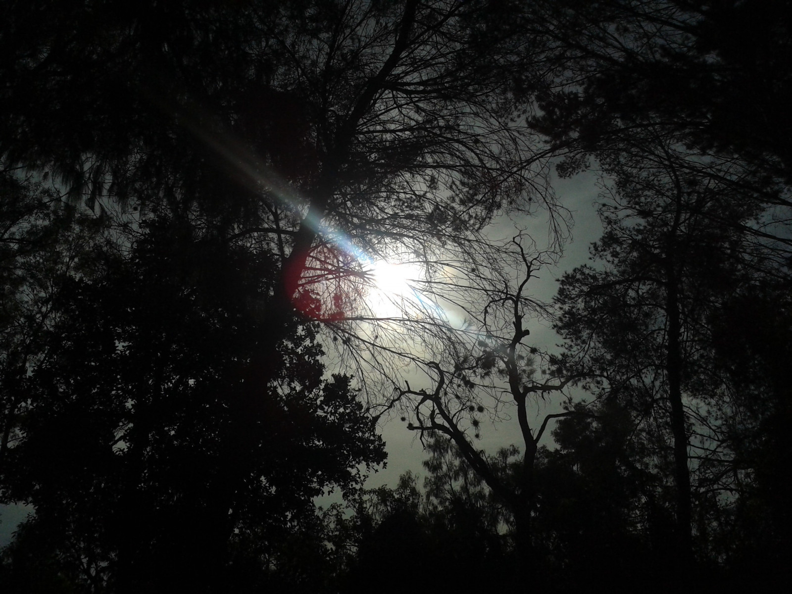 Wallpaper : sunlight, trees, night, reflection, sky, Moon, Sun ...
